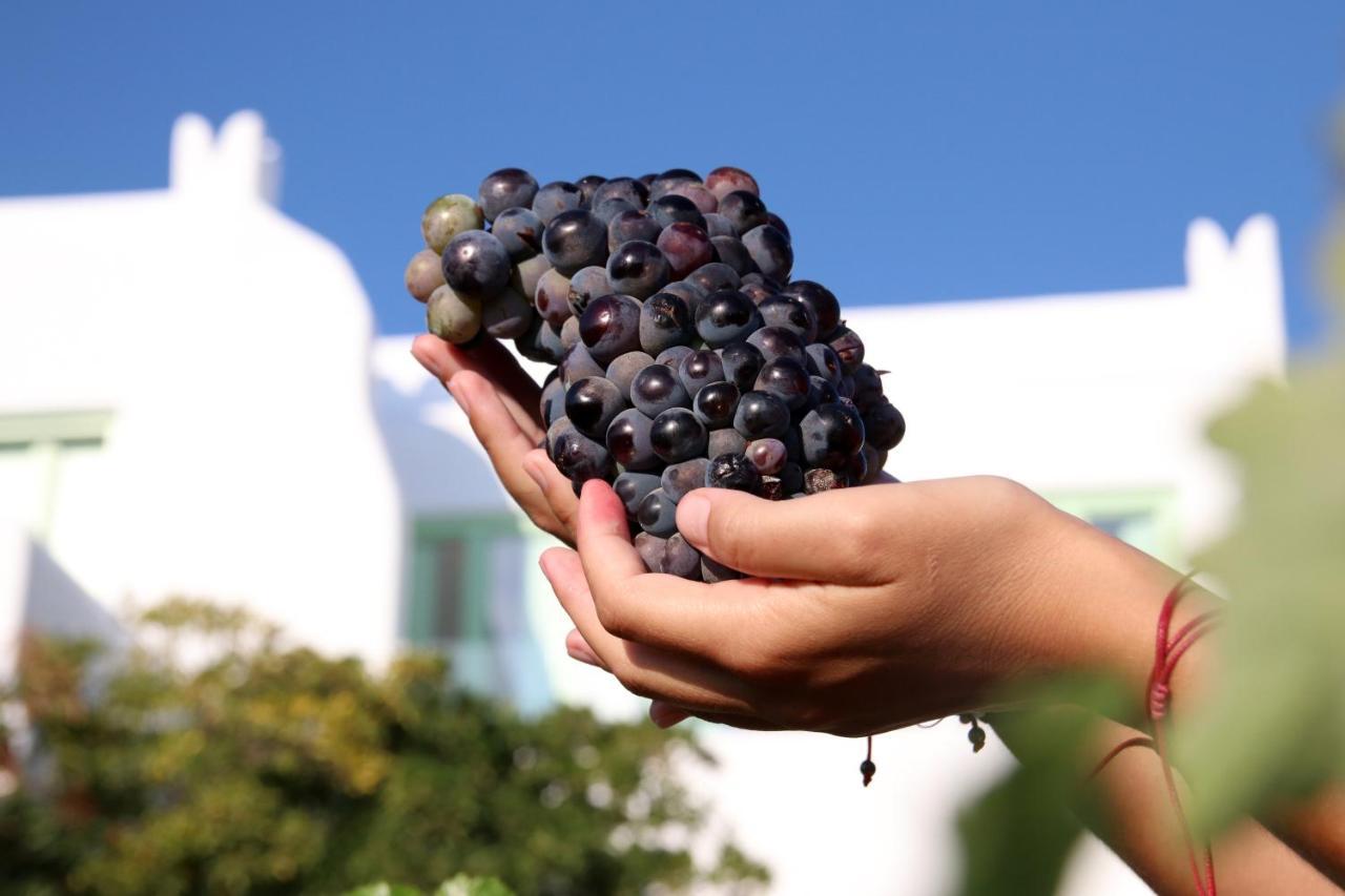 Vino