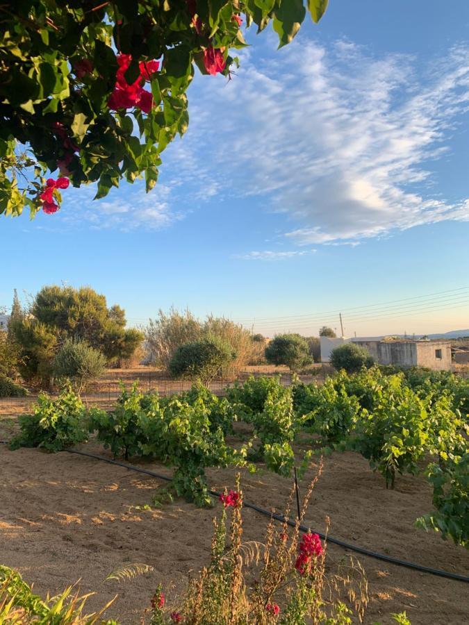 Apartment Vino Agia Anna (Naxos)